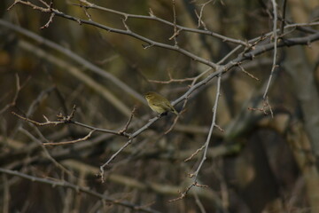 Common chiffchaff bird (Phylloscopus collybita )