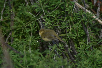 Common chiffchaff bird (Phylloscopus collybita )