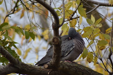 Nice dove perched on a tree branch