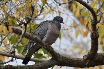 Nice dove perched on a tree branch