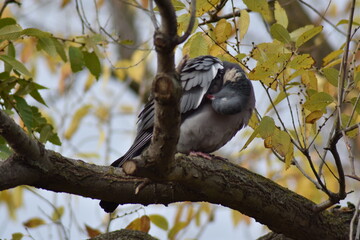 Nice dove perched on a tree branch