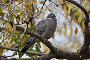 Nice dove perched on a tree branch
