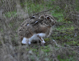 Hare resting in the pasture