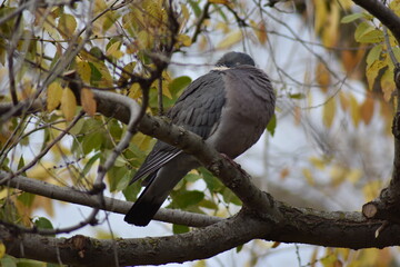 Nice dove perched on a tree branch