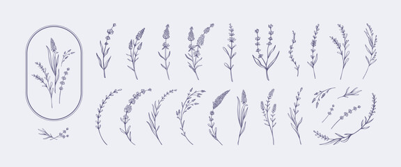 Hand drawn lavender. Elegant botanical sketches of lavender sprigs, stems, and blossoms. Minimalist floral decorative flower branches vector illustration set.