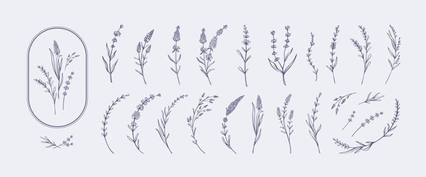 Hand drawn lavender. Elegant botanical sketches of lavender sprigs, stems, and blossoms. Minimalist floral decorative flower branches vector illustration set.