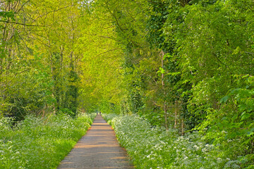  `Bels lijntje`, famous hiking path along a fresh green spring forest in Turnhoutse Vennen nature...