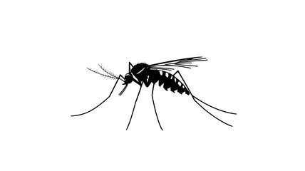 The mosquito lands on a flat surface, standing still to sense its surroundings, Animal Vector Graphic