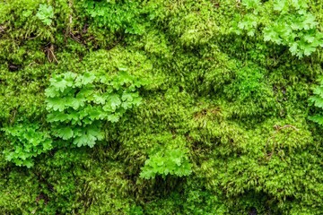 Fototapeta premium A vibrant close-up of lush green moss with delicate leaves, creating a serene and refreshing natural environment.