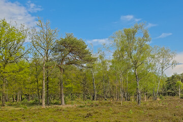 Heat with fresh green spring trees in Turnhoutse Vennen nature reserve, Turnhout, Flanders, Belgium. high angle view 