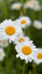 chamomile