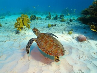 Sea turtle, coral reef and white sandy seabed. Tropical seascape with swimming turtle. Underwater picture from snorkeling with the sea turtles. Marine animal, tortoise and corals.