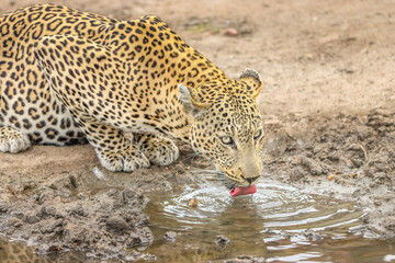 Portrait of a leopard drinking in KrugerNationalpark, South Africa