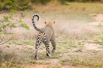 Leopard on the move in Kruger Nationalpark, South Africa