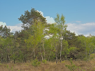 Heat with fresh green spring trees in Turnhoutse Vennen nature reserve, Turnhout, Flanders, Belgium. high angle view 