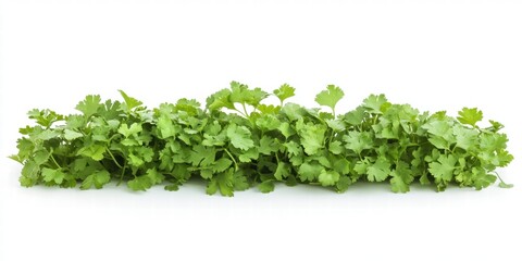Obraz premium Coriander leaves isolated on white background, full depth of field