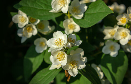 White flowers of Sweet mock-orange, White Celinda flowers (Philadelphus coronarius) in the garden close-up.