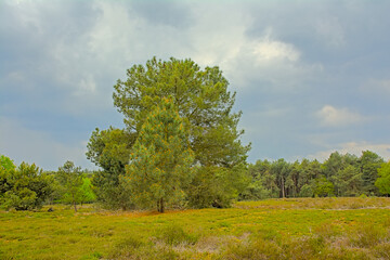 Srping heath landscape with trees  in Turnhoutse Vennen nature reserve, Turnhout, Flanders, Belgium