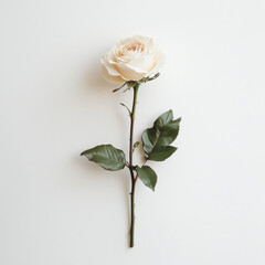 Pastel pink rose on a white background wallpaper