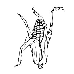 Line sketch of corn head. Decorative doodles of grain crops. Vector graphics.