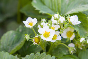 strawberry flowers close up on green leaves background in the garden