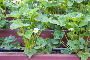 strawberry plant in the garden with white flower and green leaves