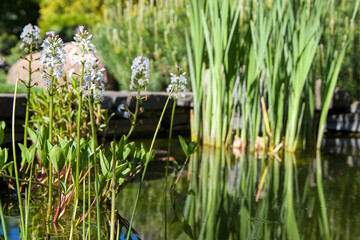 Aquatic plants in a decorative pond. Selective focus.