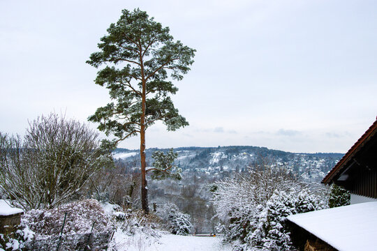 Single evergreen tree in a frosty foggy countryside setting. Tall pine tree in a snowy winter landscape surrounded by snow covered shrubs, fog and mist. Wuerzburg, Bavaria, Germany. Copy space - Powered by Adobe