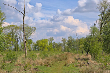 Obraz premium Heat with fresh green spring trees in Turnhoutse Vennen nature reserve, Turnhout, Flanders, Belgium. high angle view 