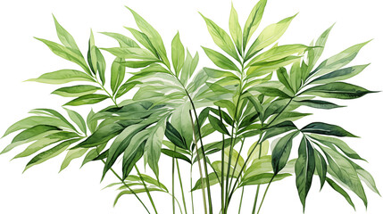 Fototapeta premium Green_Parlor_Palm_leaves_in_a_wat-E914C - 1