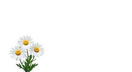 Fototapeta premium three white daisies isolated on white background