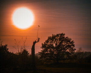 Słońce © Piotr
