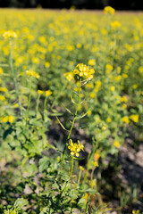 Fototapeta premium Summer Rapeseed Field with Forest in Background