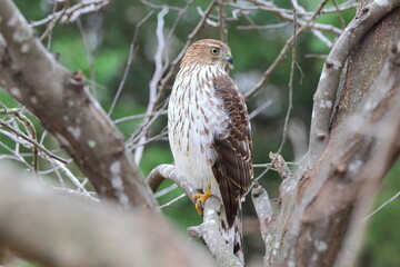 Red shouldered hawk perched in tree against blurry background. 