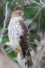 Red shouldered hawk perched in tree against blurry background. 