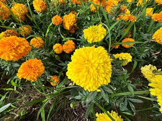 Beautiful golden yellow orange marigold flowers. Yellow marigold (Tagetes) close-up and detailed shot. Natural yellow marigold. Full frame yellow floral pattern background texture. Flat, top view.
