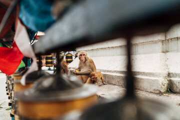 Lonely holy monkey sitting with kid surraunded prayer wheels in Swayambhunath or Monkey Temple in Kathmandu city, Nepal. © Soloviova Liudmyla
