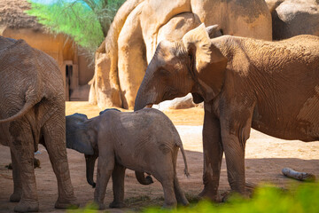 Obraz premium Generated image