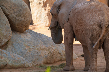 Fototapeta premium photographs of African elephants in their natural habitat in the middle of nature