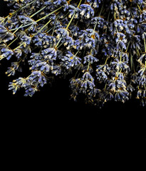 Natural Dried Lavender Bunch in Rustic Style