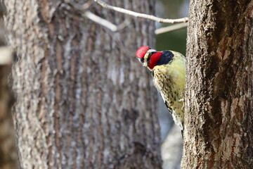 Yellow bellied sapsucker, woodpecker perched on tree limb against blurry background. 