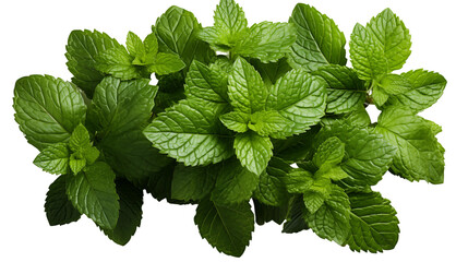 Mint_leaves_top_view_isolated_on_-6D538 - 1