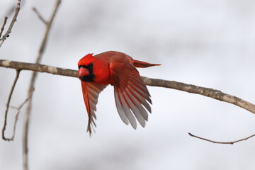 Male red cardinal inflight, against white, blurry background