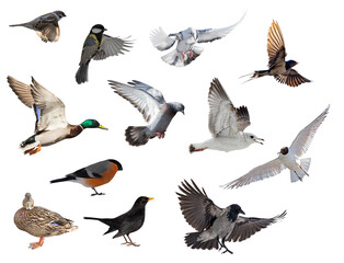 set of twelve city birds isolated on white