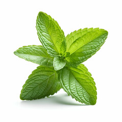 fresh mint isolated on white background