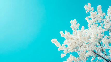 White flowers blossoming against a completely clear blue sky symbolizing spring