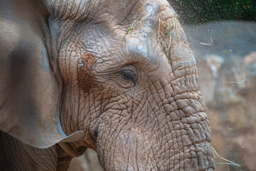 Fototapeta premium Generated image