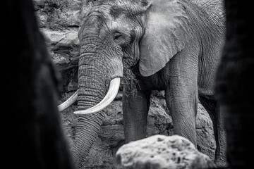 photographs of African elephants in their natural habitat in the middle of nature