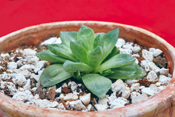 closeup of Haworthia Cymbiformis Succulent plant, potted in well drawing soil medium (sand, coco...