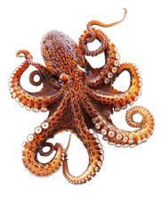 Obraz premium An Octopus, Isolated on a Transparent Background, Perfect for Marine, Aquatic, or Ocean-Themed Designs.